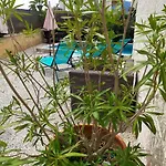 Casa Fleur Casco Antiguo Con Piscina Privada Y Jardin